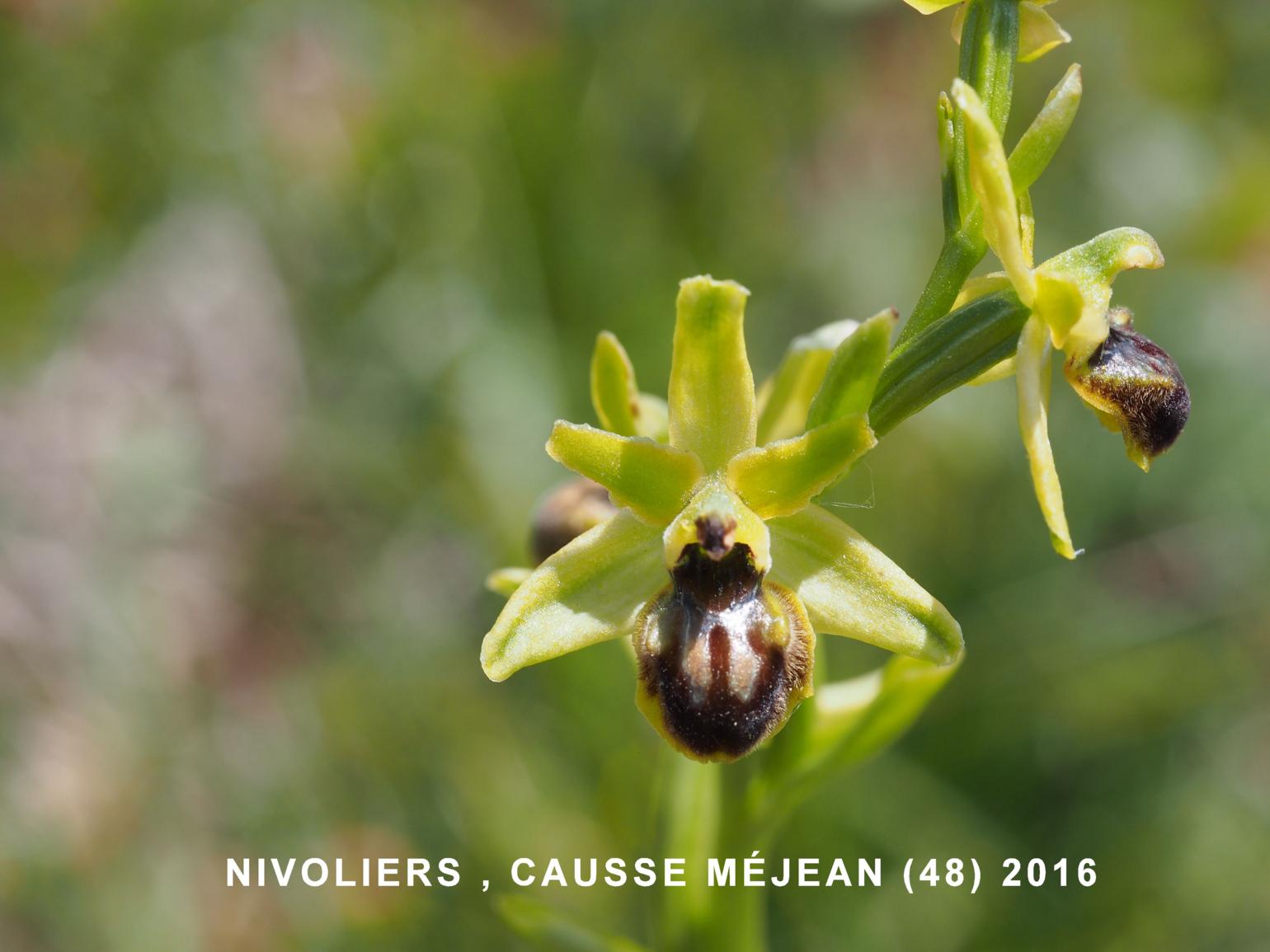 Orchid, Small Spider